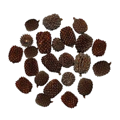 WIO Pods - Casuarina Pod