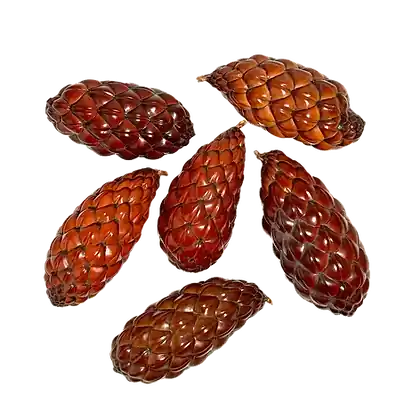 WIO Pods - Raphia Pod