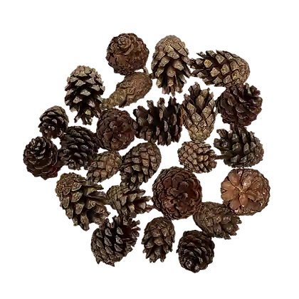 WIO Pods - Pine Mini Pod