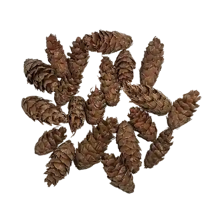 WIO Pods - Douglas Fir Pod