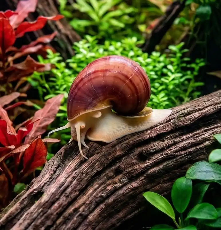 Purple Albino Mystery Snail - Cuboid Nature Aquarium