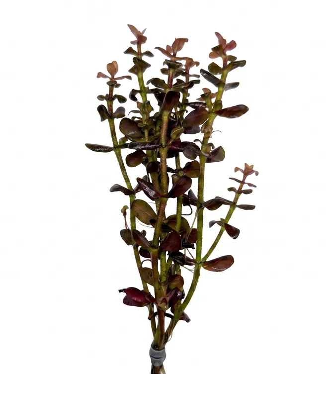 Bacopa salzmannii purple - Cuboid Nature Aquarium
