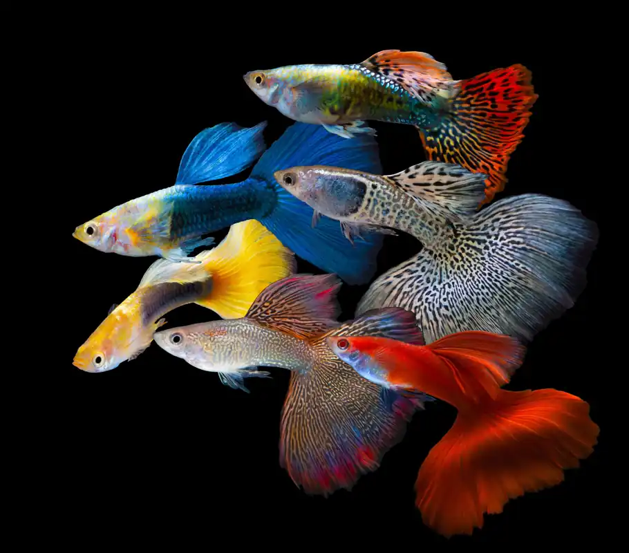 Assorted Guppy - Cuboid Nature Aquarium