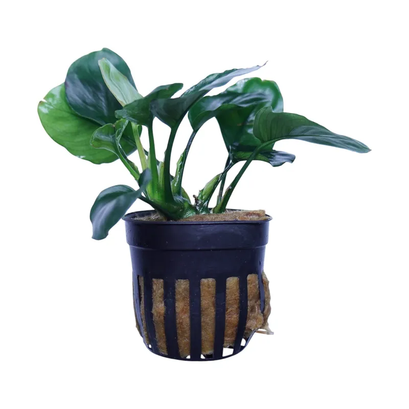 Anubias Barteri Broad Leaf - Cuboid Nature Aquarium