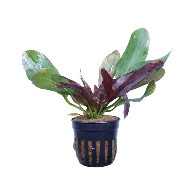 Echinodorus ozelot red - WaterScape