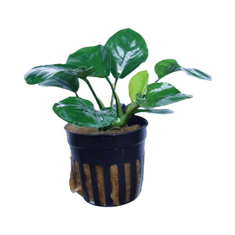 Anubias barteri round (golden coin) - Cuboid Nature Aquarium