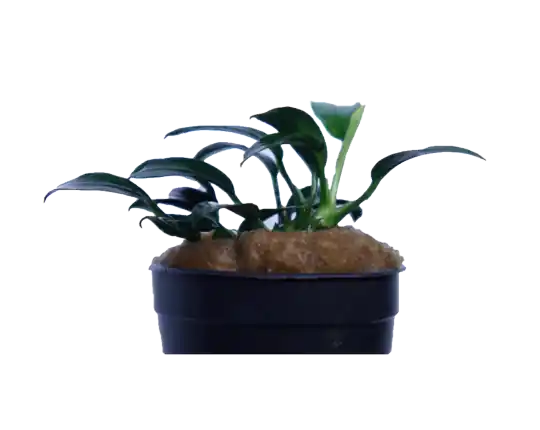 Anubias Jungle Star - Cuboid Nature Aquarium