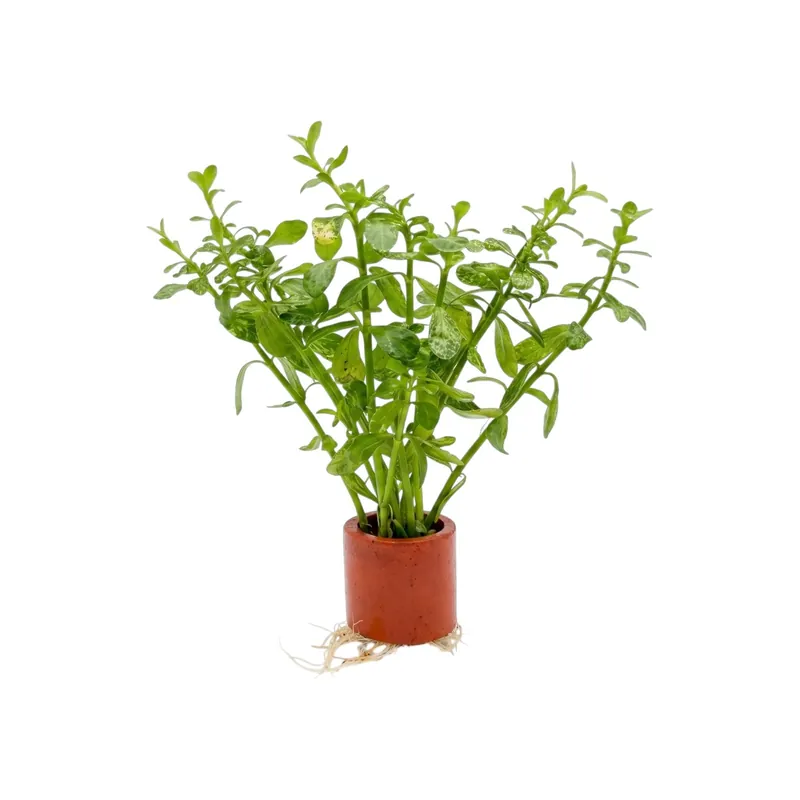Moneywort Variegated - Cuboid Nature Aquarium