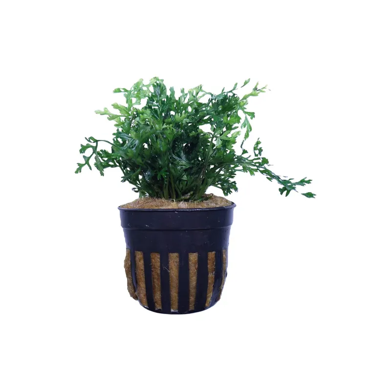 Mini Bolbitis - Cuboid Nature Aquarium