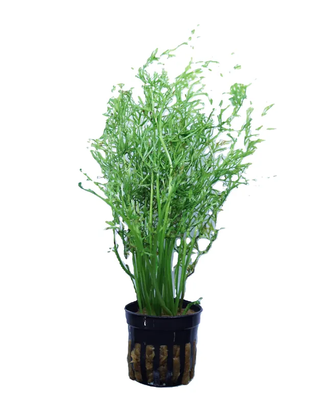 Watersprite - Cuboid Nature Aquarium