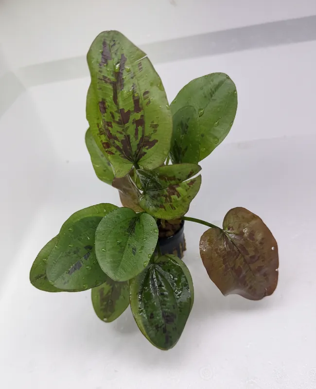Echinodorus Chocolate Marble - Cuboid Nature Aquarium