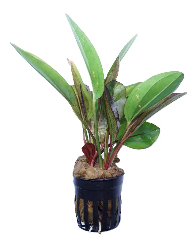 Echinodorus Devil Eye - Cuboid Nature Aquarium