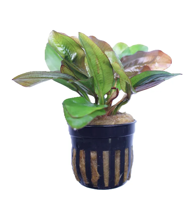 Echinodorus Fancy Twist - Cuboid Nature Aquarium