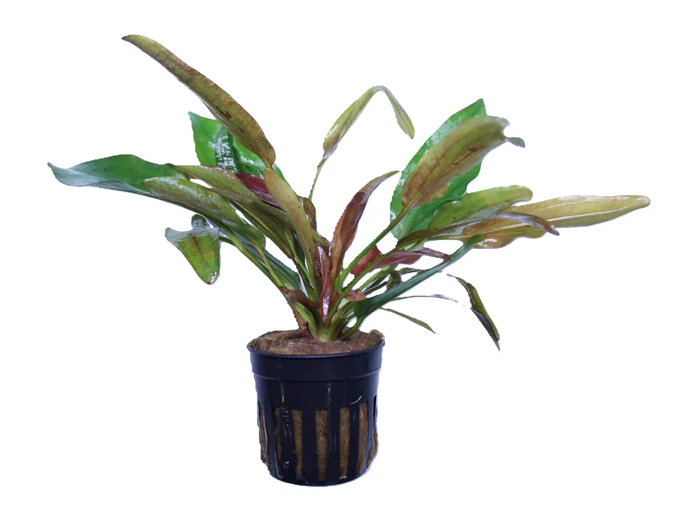 Echinodorus Fire Phoenix - Cuboid Nature Aquarium
