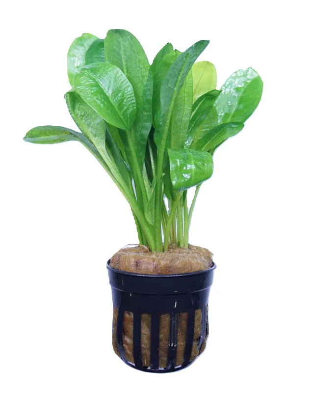 Echinodorus parviflorus - Cuboid Nature Aquarium