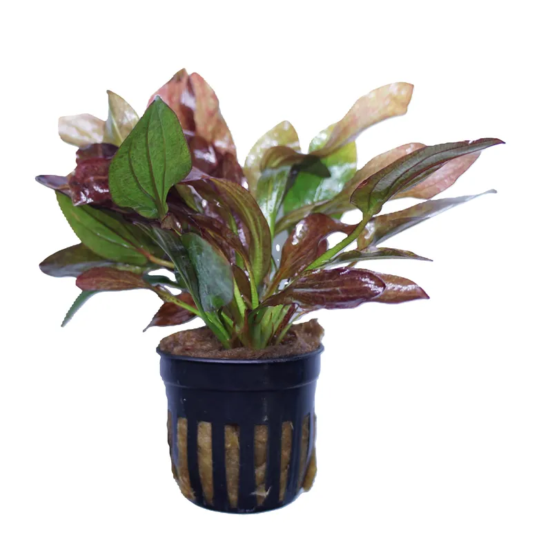 Echinodorus Red Flame - WaterScape