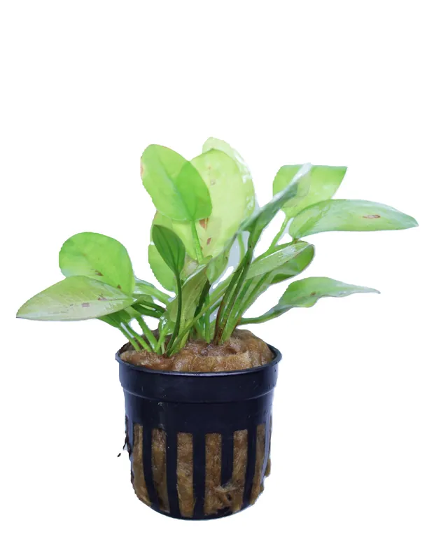 Echinodorus Yellow Sun - Cuboid Nature Aquarium
