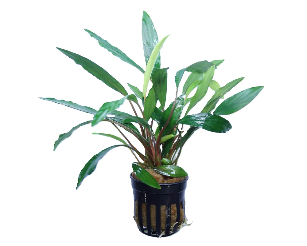 Homalomena sp narrow Sekadau South - Cuboid Nature Aquarium