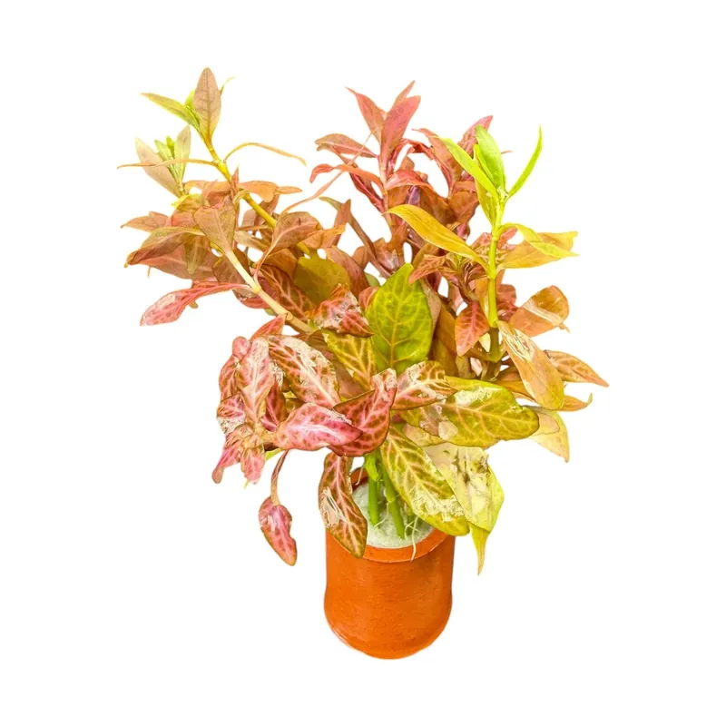 Hygrophila rosanervis - Cuboid Nature Aquarium
