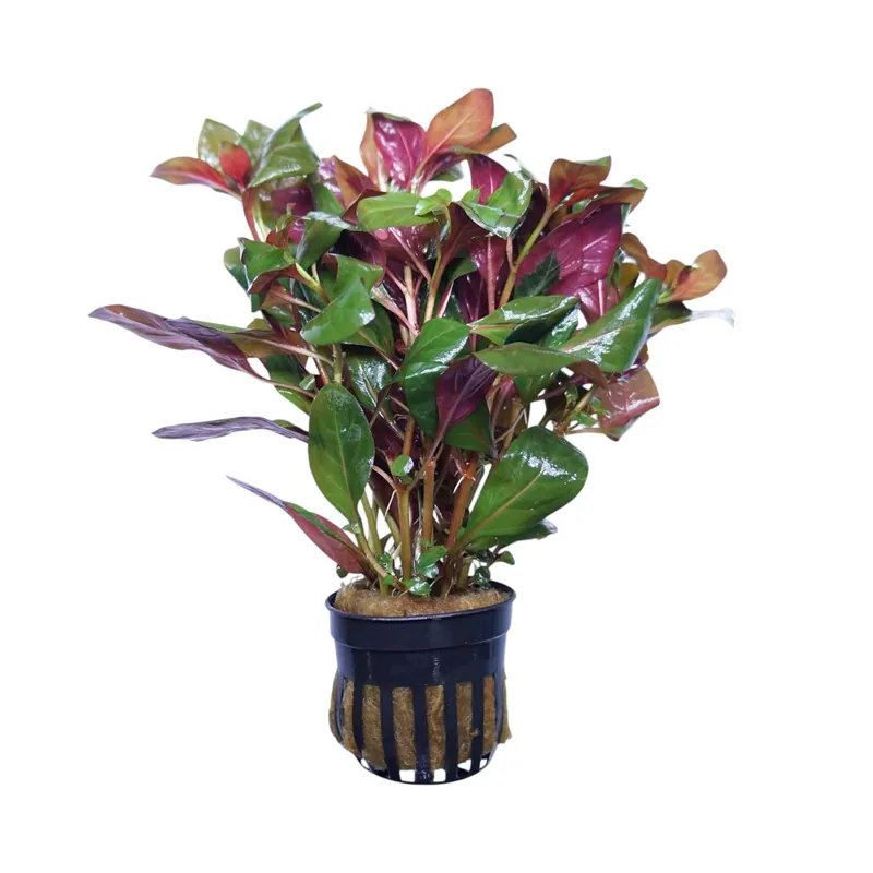 Ludwigia Peruensis Diamond - Cuboid Nature Aquarium