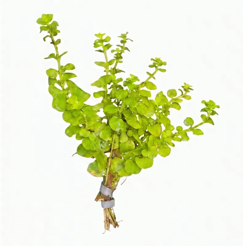 Golden Lloydiella - Cuboid Nature Aquarium