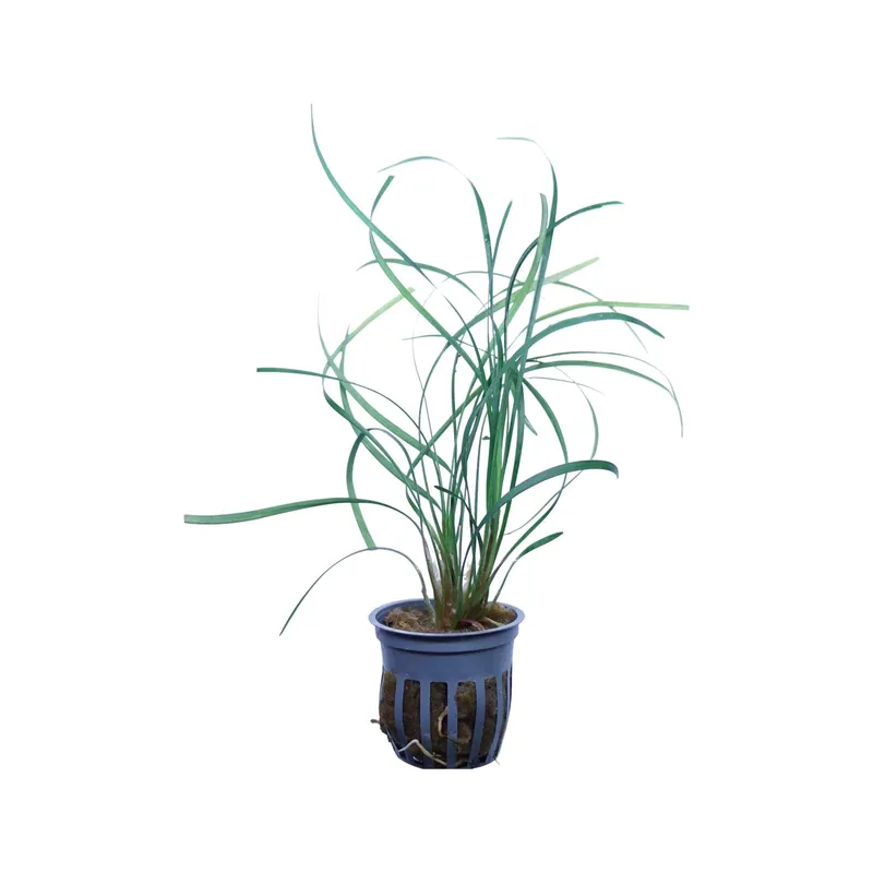 Mondo Grass - Cuboid Nature Aquarium