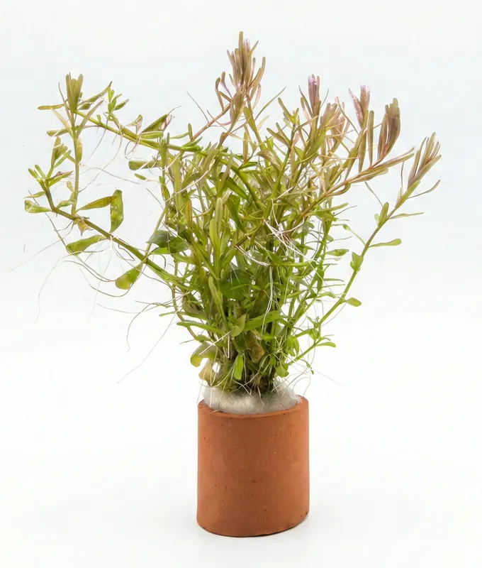 Rotala rotundifolia manipurensis - Cuboid Nature Aquarium