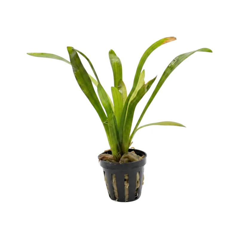 Sagittaria platyphylla - Cuboid Nature Aquarium
