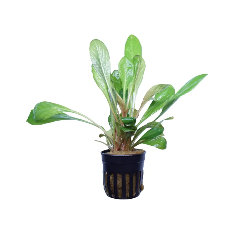 Samolus parviflorus red - Cuboid Nature Aquarium