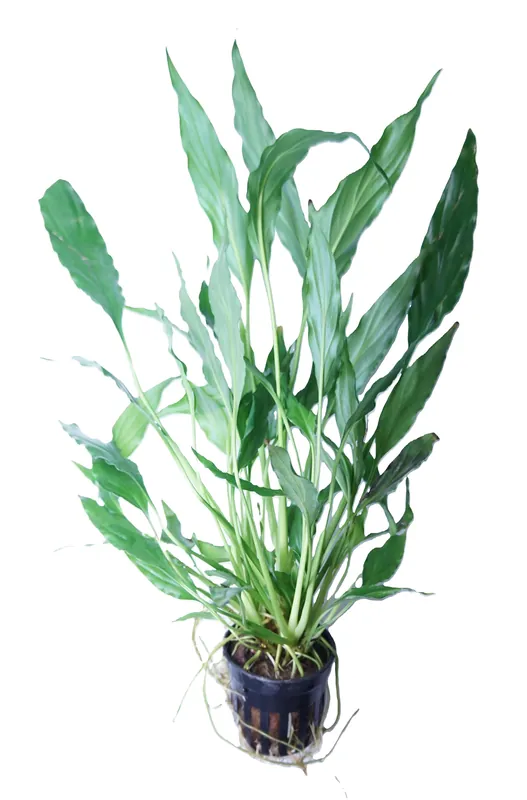 Spathiphyllum wallisii - Cuboid Nature Aquarium