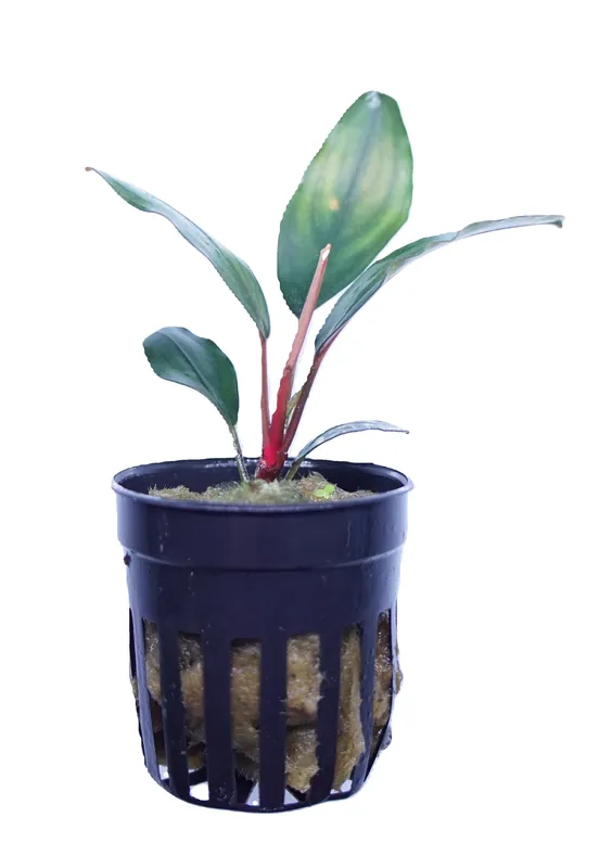 Bucephalandra green broad leaf - Cuboid Nature Aquarium