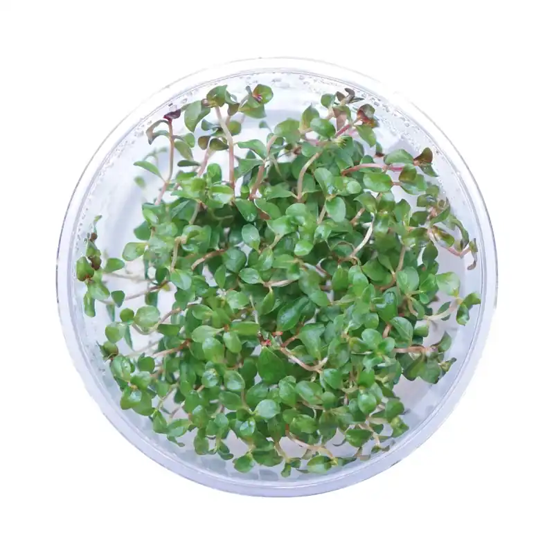Ludwigia senegalensis (guinea) - Cuboid Nature Aquarium