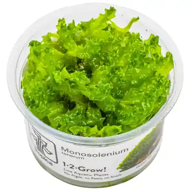 Monosolenium tenerum - Cuboid Nature Aquarium