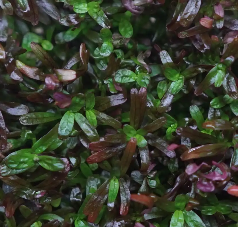 Rotala rotundifolia colorata - Cuboid Nature Aquarium