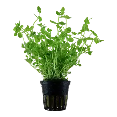 Lindernia Rotundifolia - Cuboid Nature Aquarium