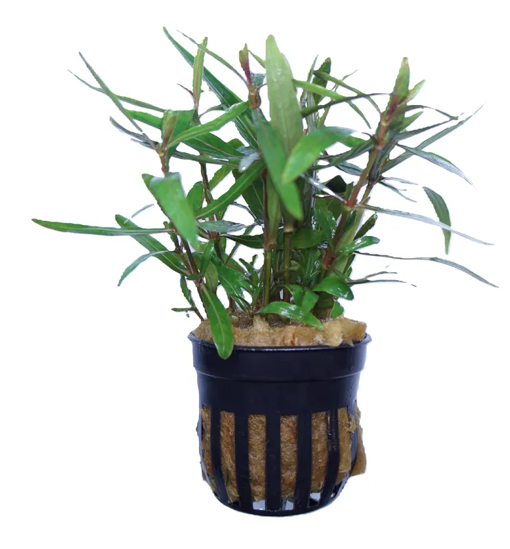 Hygrophila ringens - Cuboid Nature Aquarium