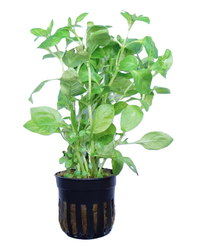 Ludwigia Palustris Green - Cuboid Nature Aquarium