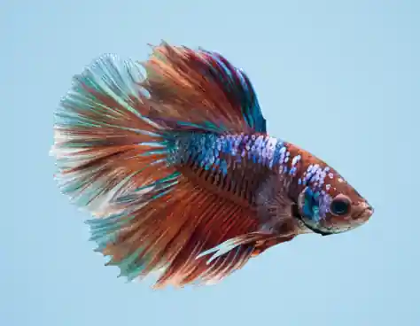 Koi Galaxy Halfmoon Male Betta - Cuboid Nature Aquarium