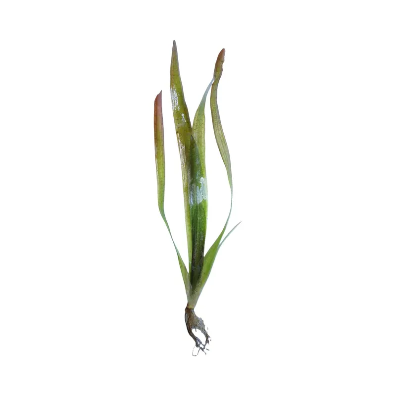 Red Jungle Val - WaterScape