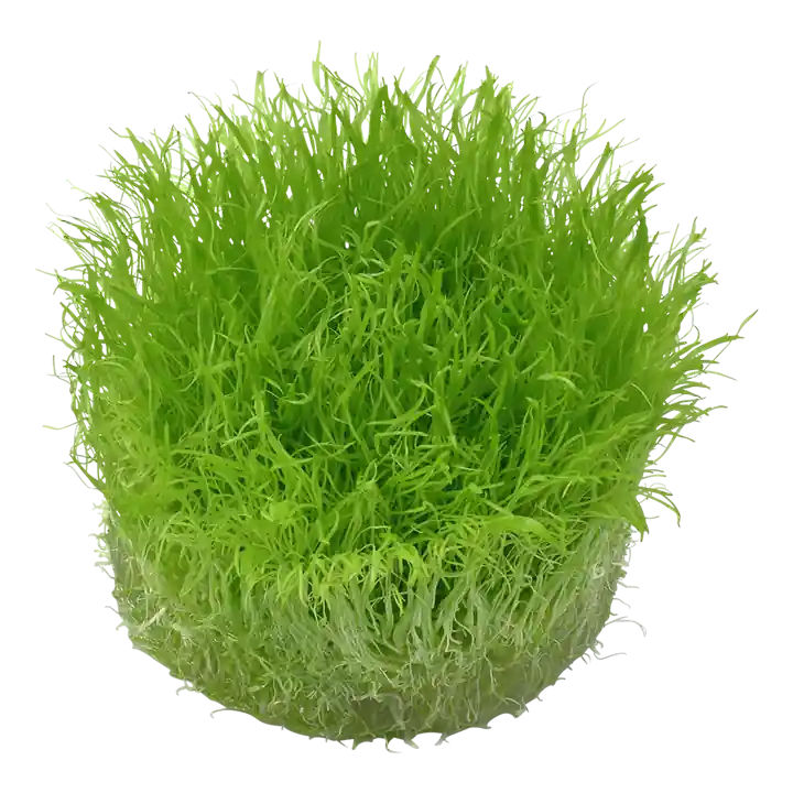 Utricularia graminifolia - Tropica