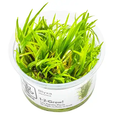 Blyxa Japonica - Tropica