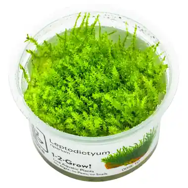 Leptodictyum riparium - Tropica