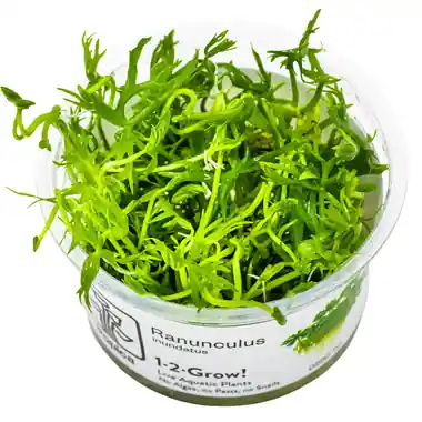 Ranunculus inundatus - Tropica