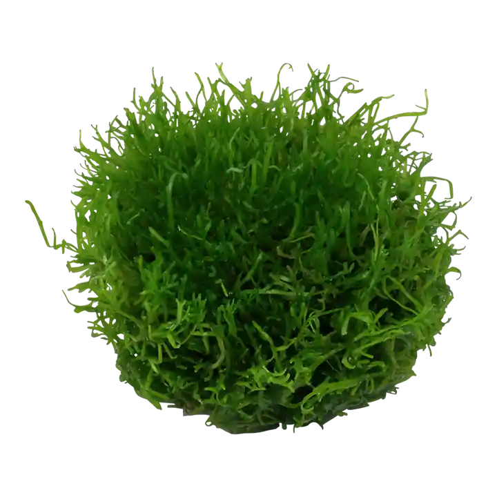 Riccia fluitans - Tropica