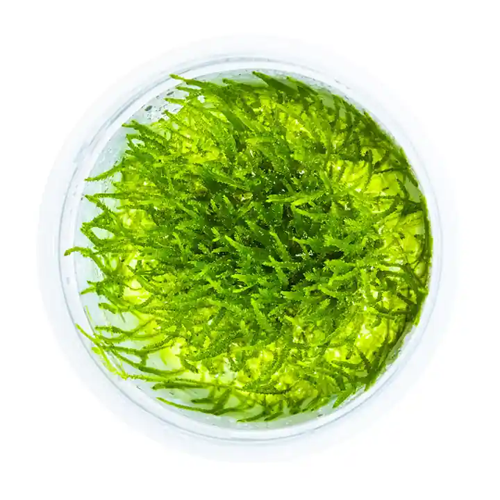 Bogor Moss - Tropica