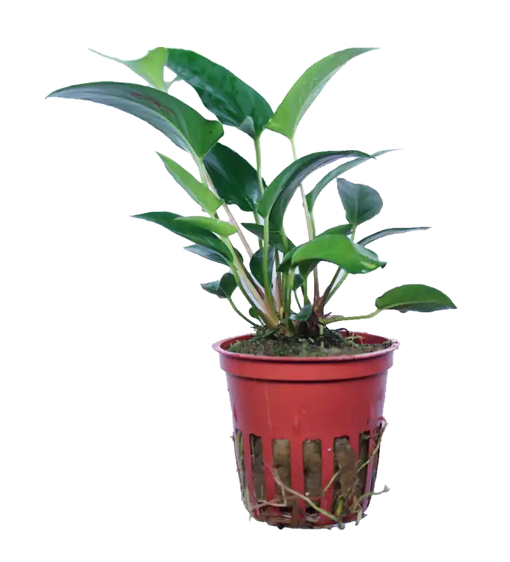 Anubias gracilis - Tropica