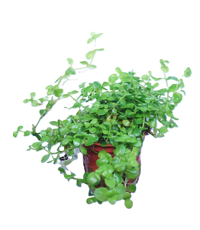Bacopa australis - Tropica