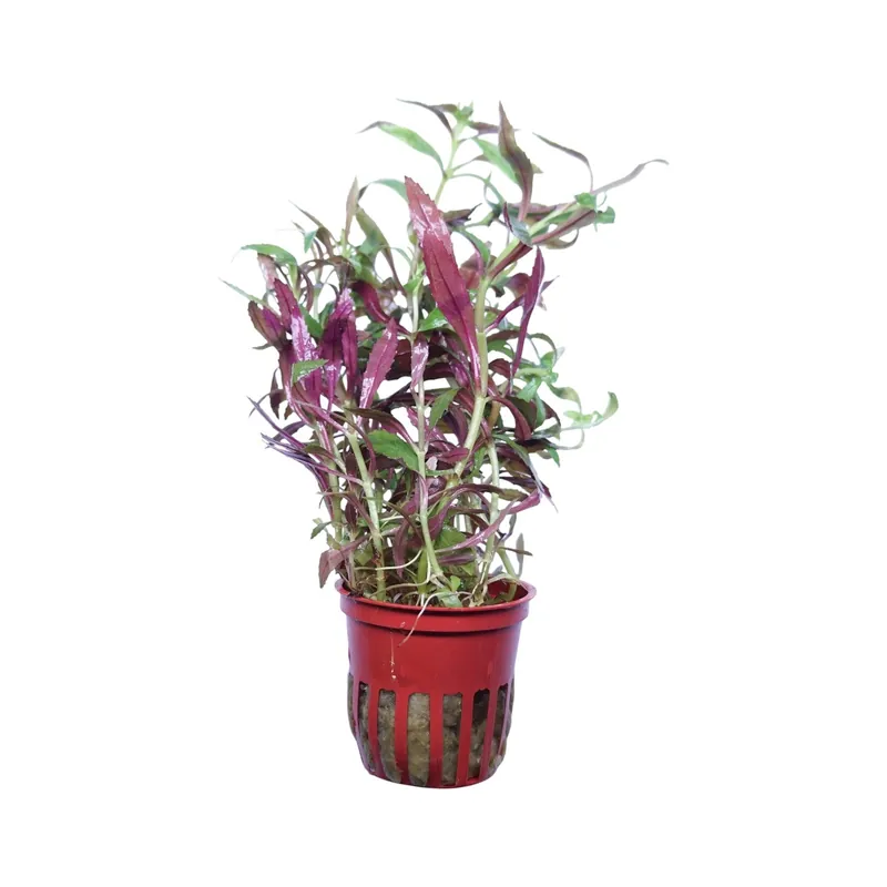 Limnophila hippuridoides - Tropica