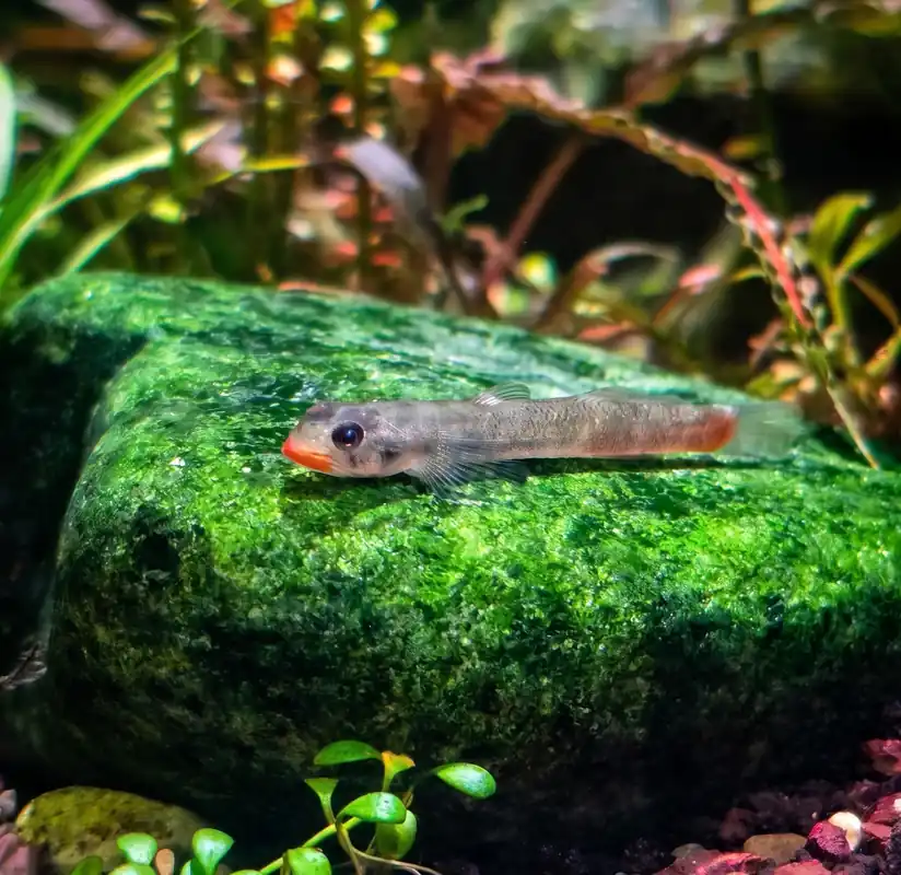Red Lip Goby - Cuboid Nature Aquarium