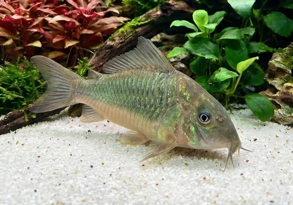 Hognose Catfish - Cuboid Nature Aquarium